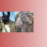 War Animals