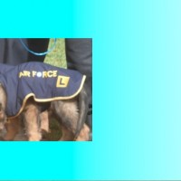 Help us grow our war animals memorial fund