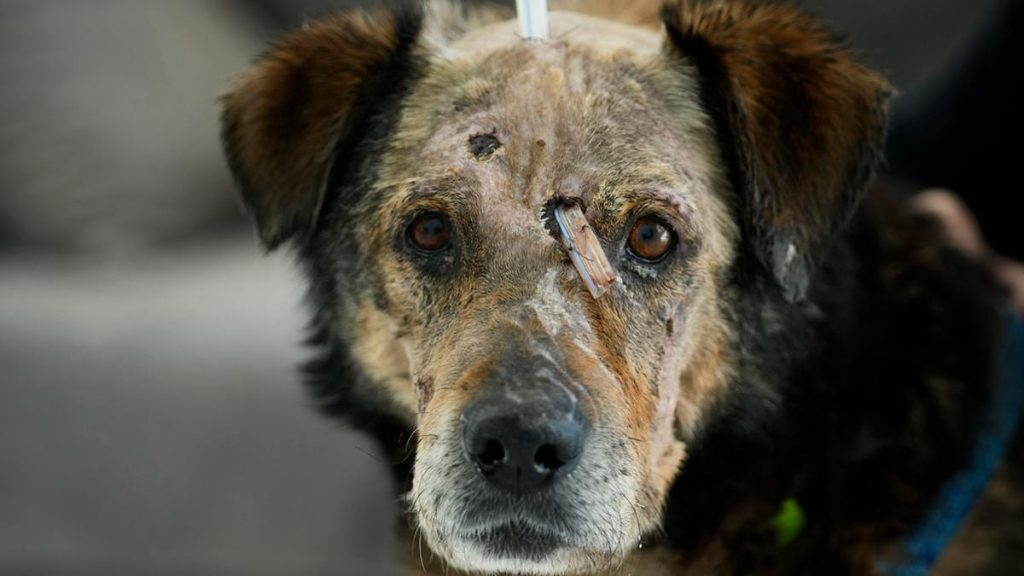 The Animals of Ukraine Need Our Help